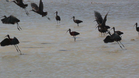 Salida ornitológica al Delta del Ebro - 3/5/2025