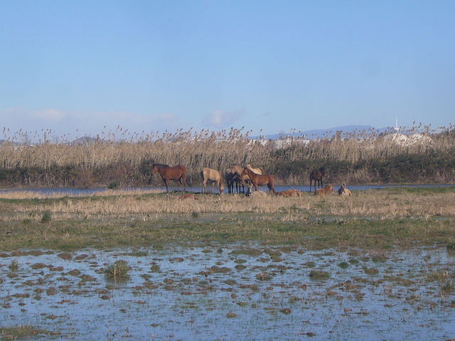 Excursión ornitológica - DELTA DEL LLOBREGAT