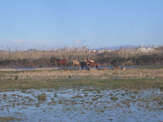 Excursión ornitológica - DELTA DEL LLOBREGAT