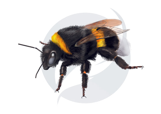 Abejorro
