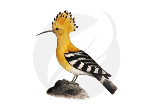 Abubilla