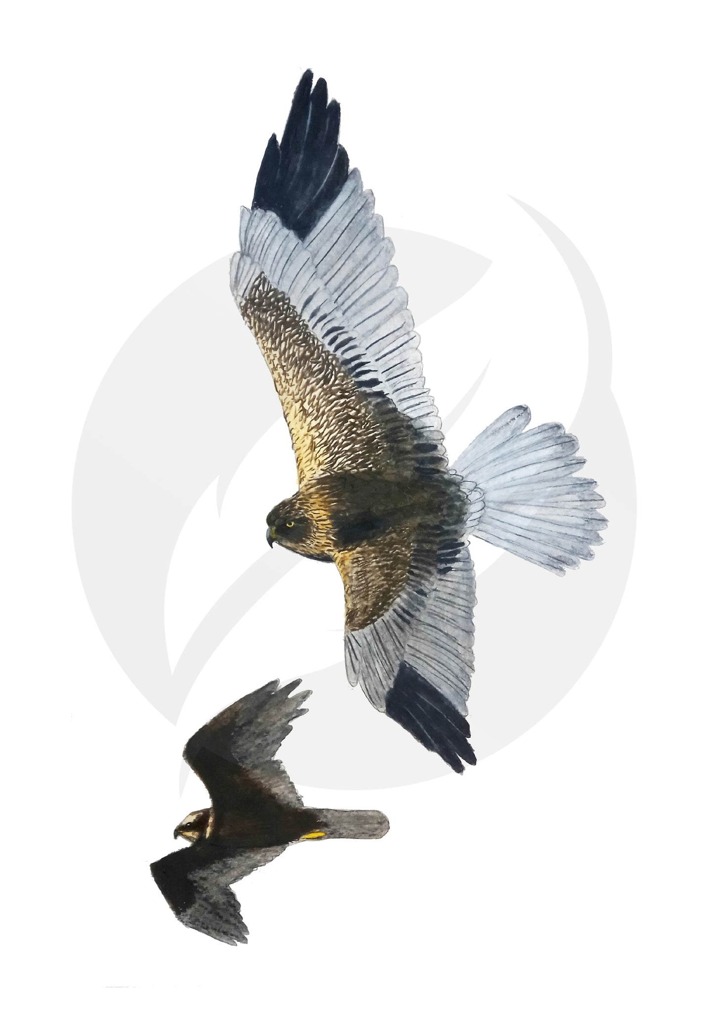 Aguilucho lagunero occidental