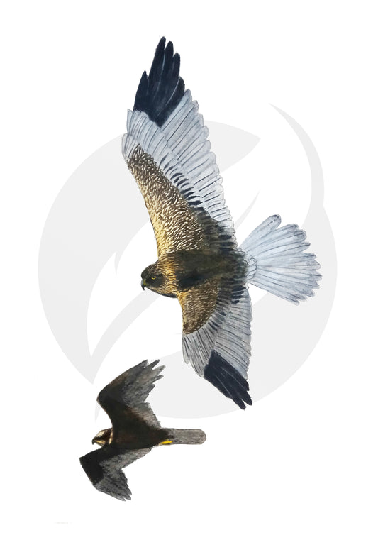 Aguilucho lagunero occidental