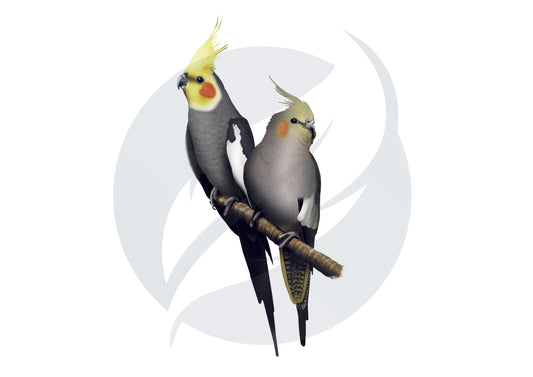 Cacatúa nimfa