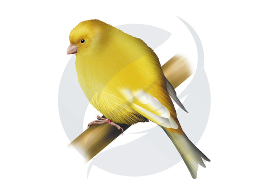 Canario doméstico