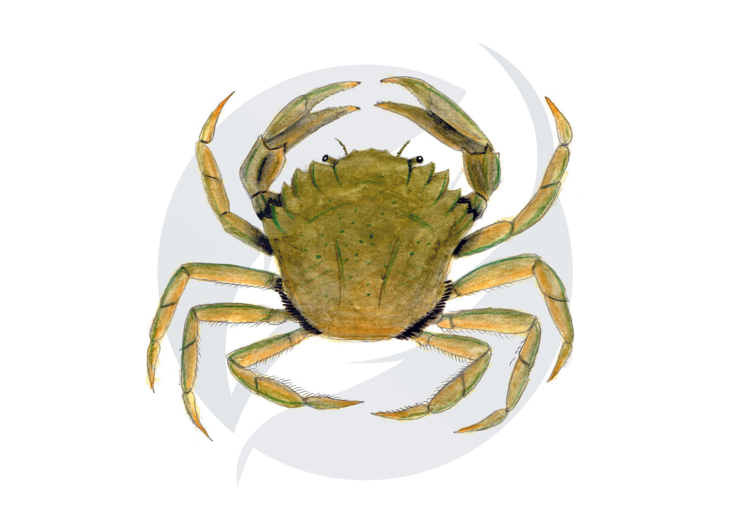 Cangrejo verde