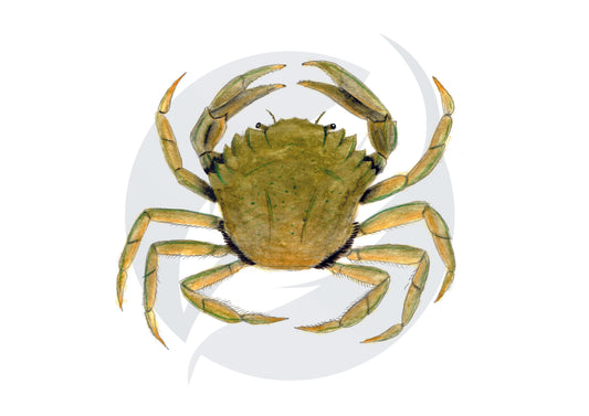 Cangrejo verde