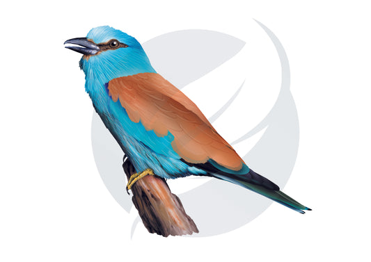 Carraca europea