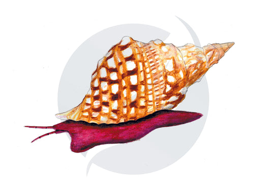 Tritón del Mediterráneo