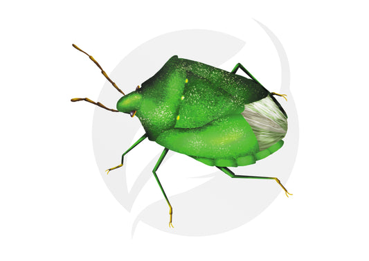 Chinche verde