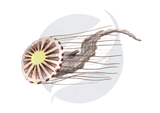 Medusa de compases