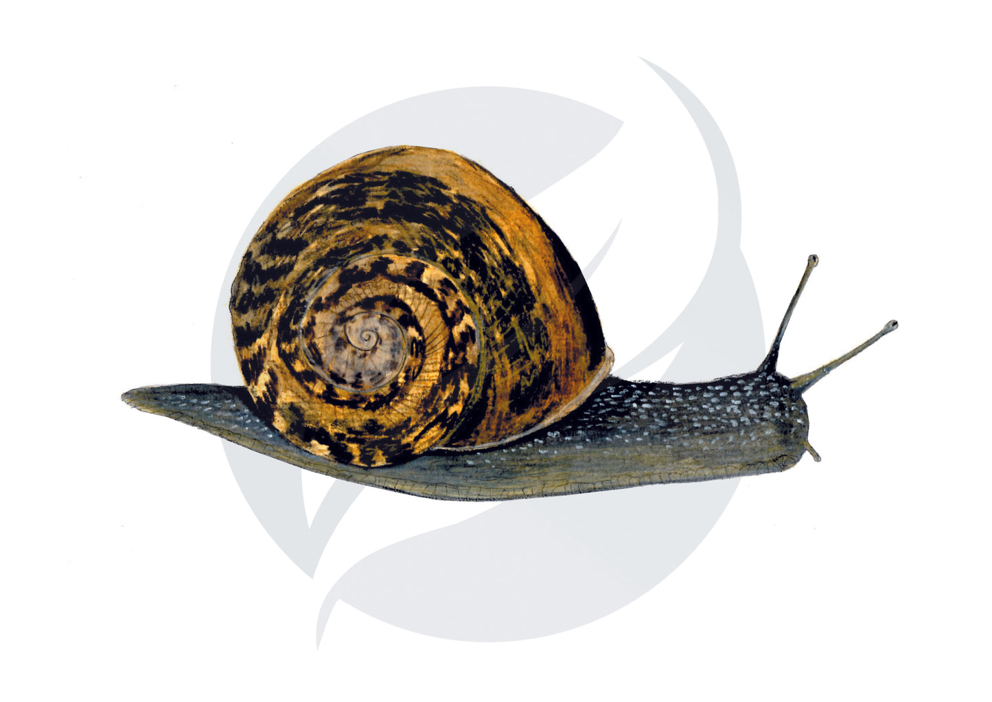 Caracol común