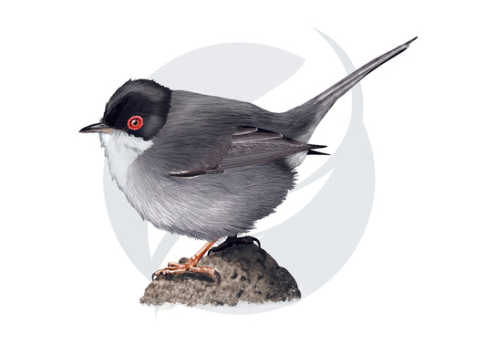 Curruca cabecinegra