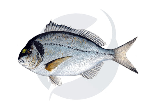 Dorada