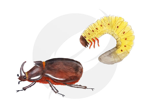 Escarabajo rinoceronte