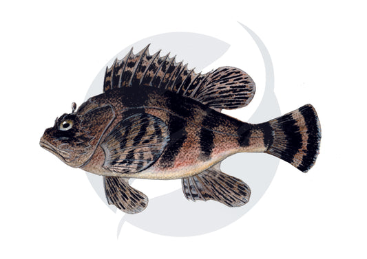 Rascacio