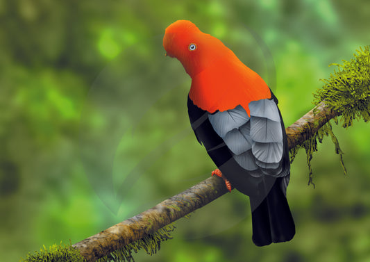 Gallito de las rocas peruano