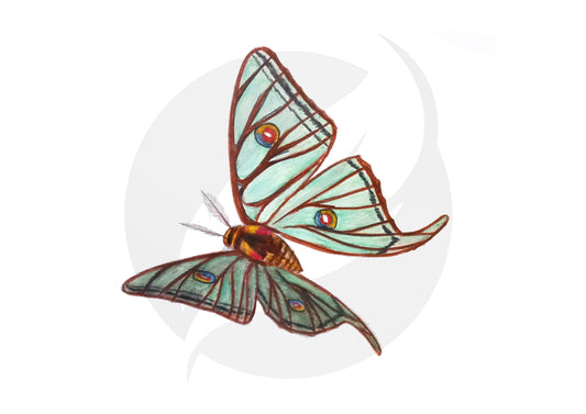 Mariposa isabelina