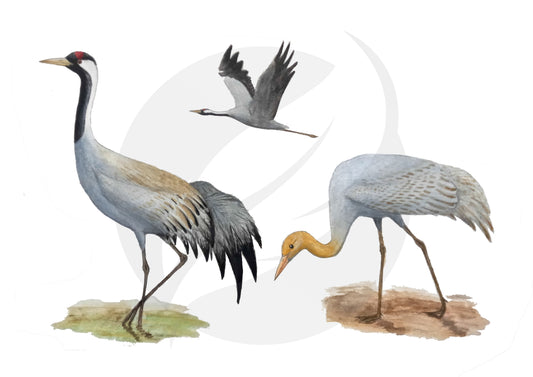 Grulla común