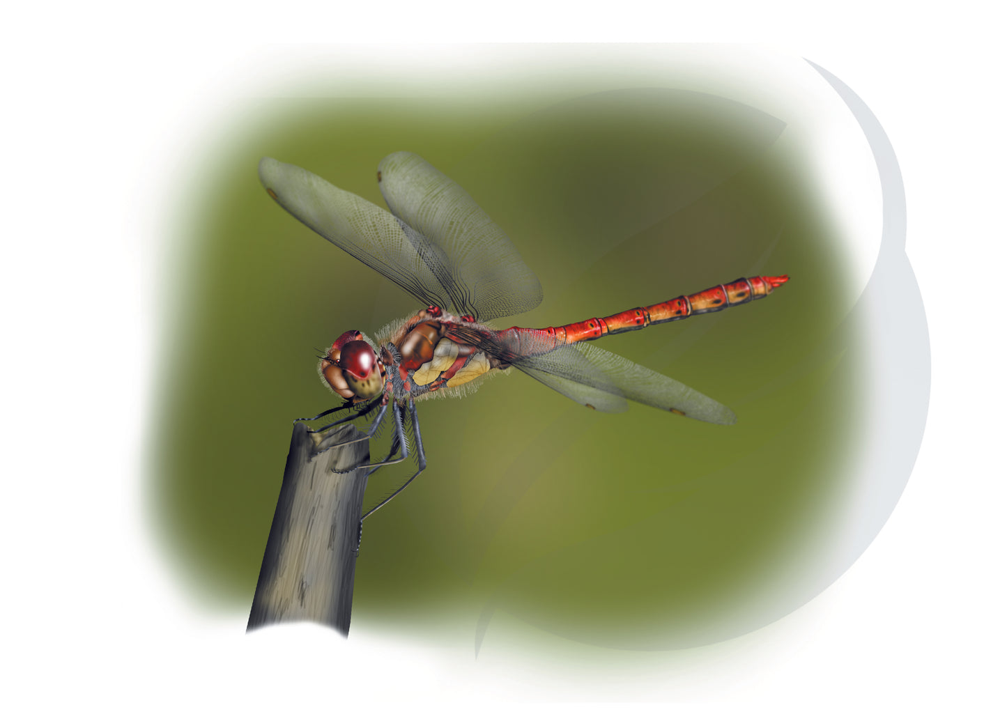 Libélula Sympetrum fonscolombii