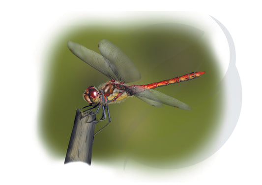 Libélula Sympetrum fonscolombii