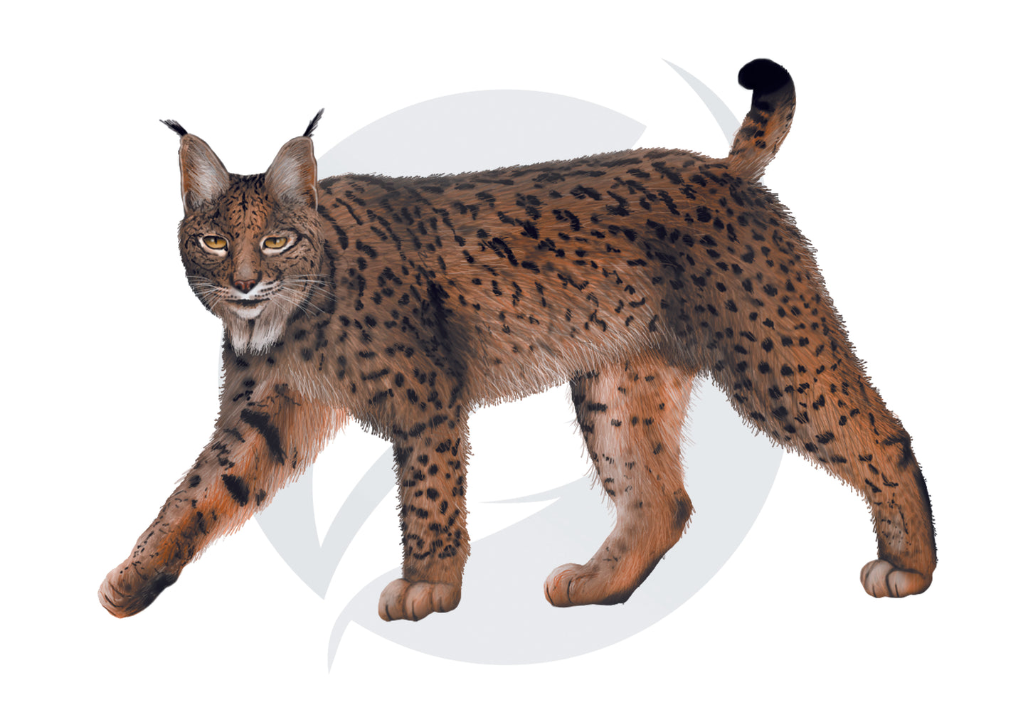 Lince ibérico