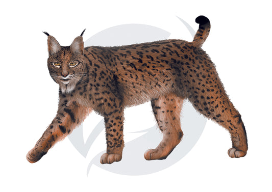 Lince ibérico