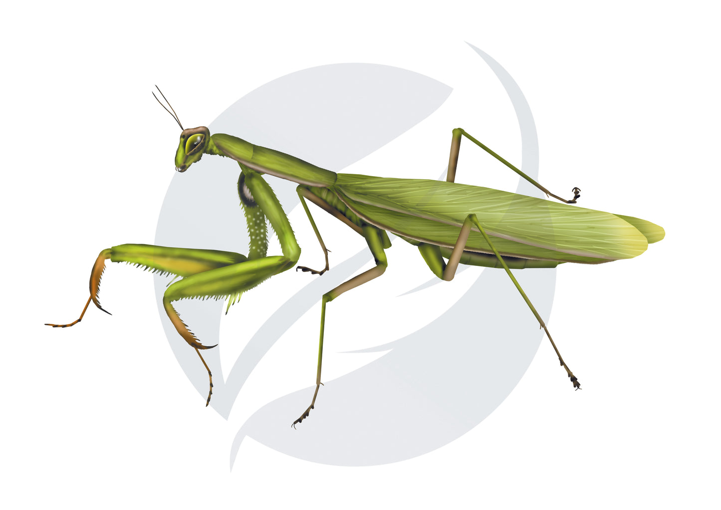 Mantis religiosa