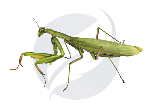 Mantis religiosa