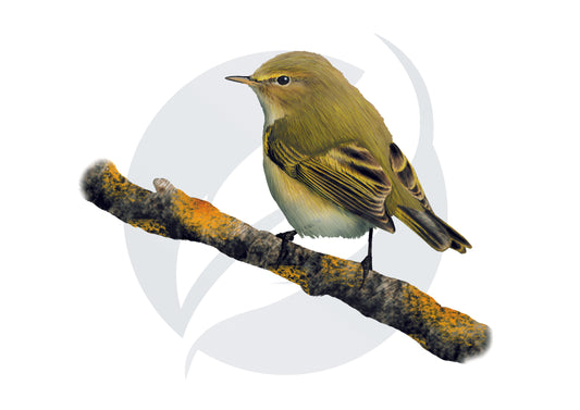 Mosquitero común