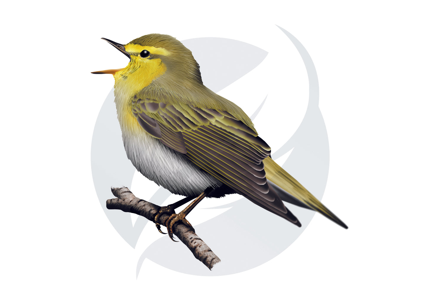 Mosquitero silbador