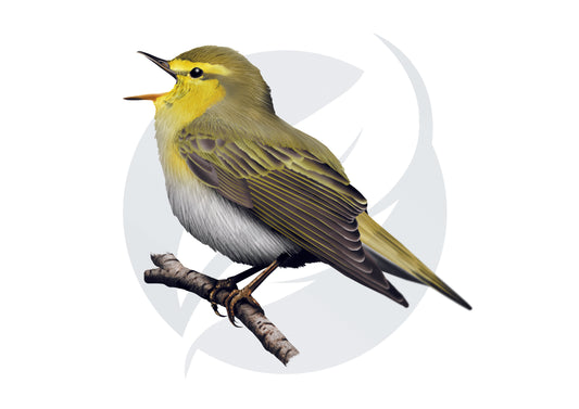 Mosquitero silbador