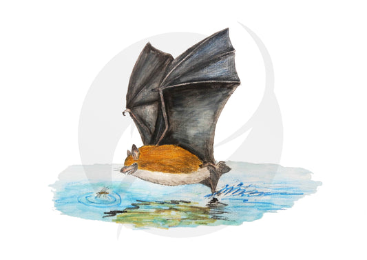 Murciélago ratonero ribereño