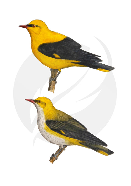 Oropéndola europea