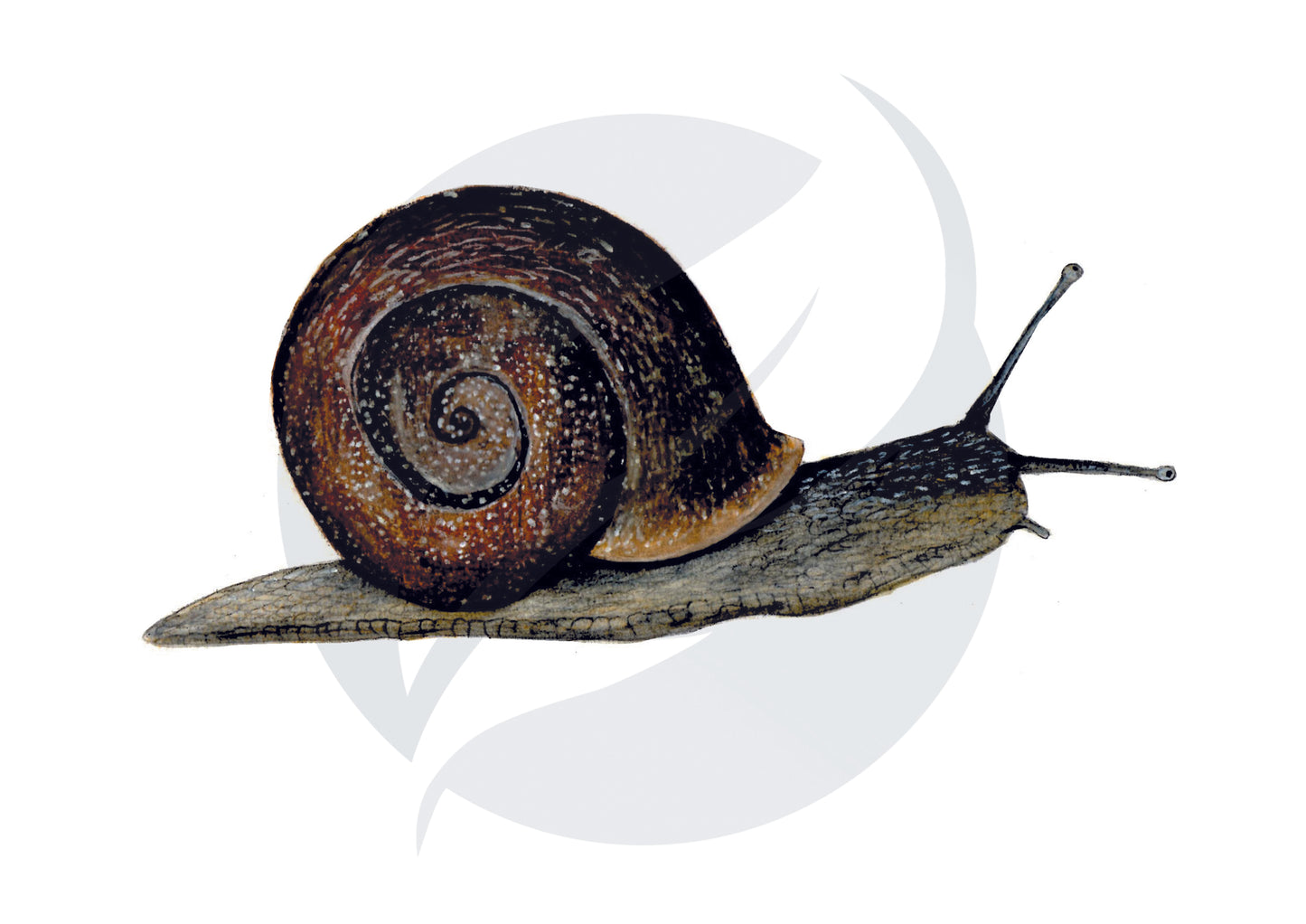 Cabrilla o Caracol español