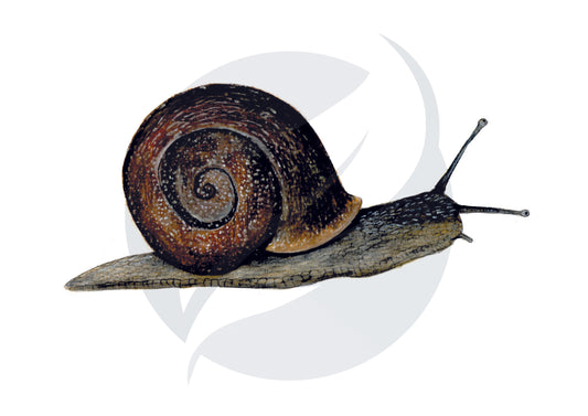Cabrilla o Caracol español