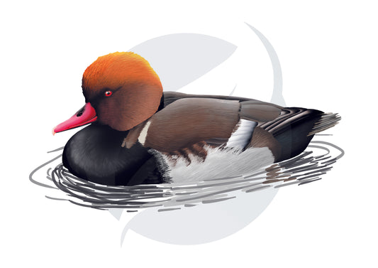 Pato colorado