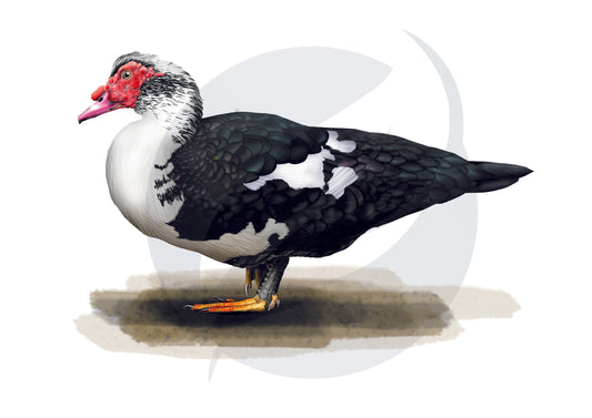 Pato criollo doméstico