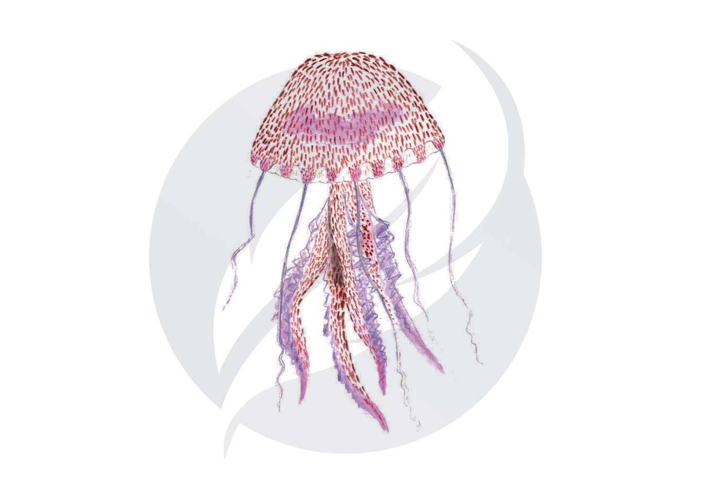 Medusa luminiscente