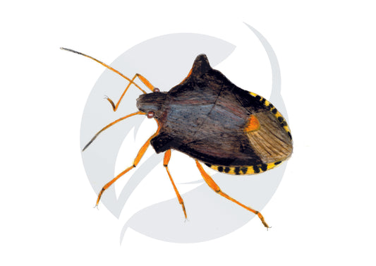 Pentatoma rufipes