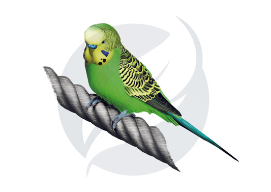 Periquito