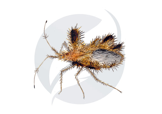 Phyllomorpha laciniata