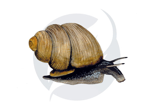 Pomatias elegans