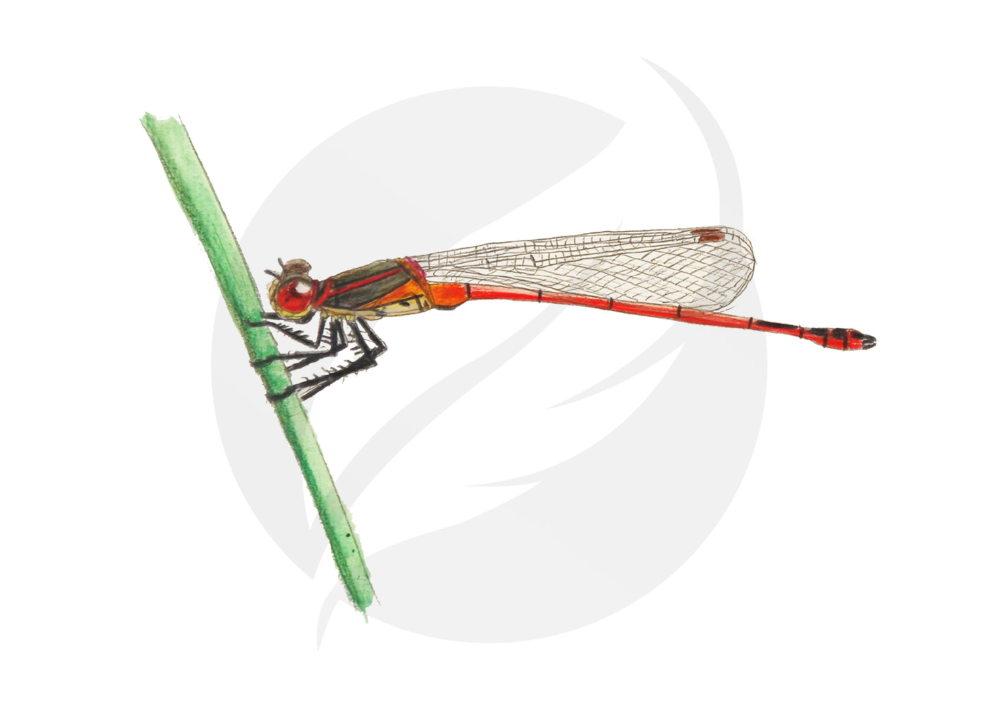 Libélula Pyrrhosoma nymphula