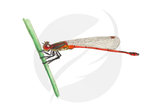 Libélula Pyrrhosoma nymphula