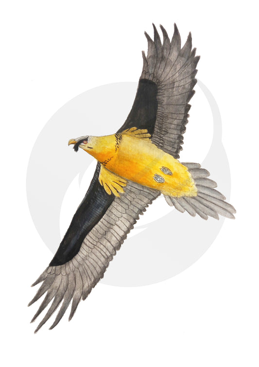 Quebrantahuesos en vuelo