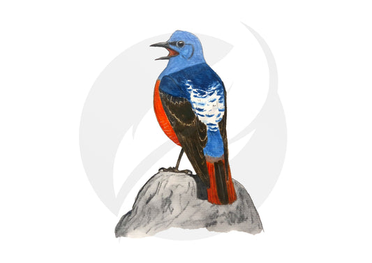 Roquero rojo