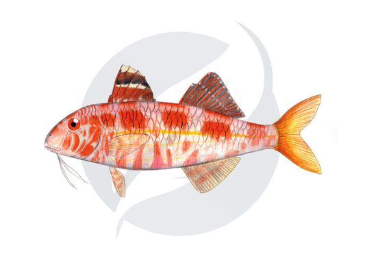 Salmonete de roca