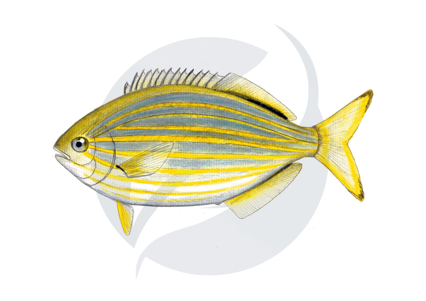 Salpa