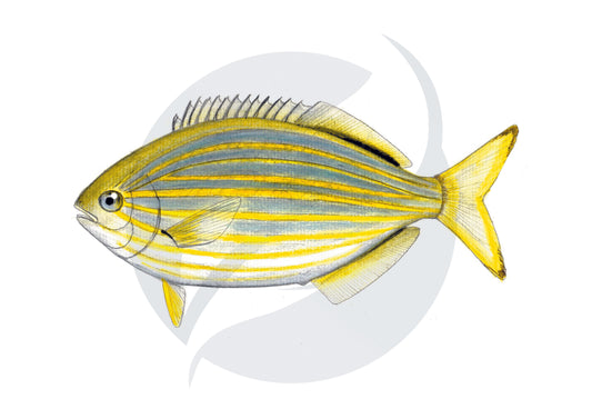 Salpa